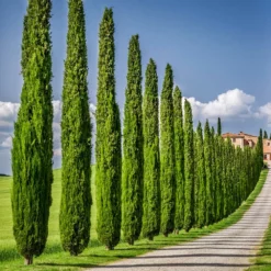 Fast Growing Trees Italian Cypress Tree