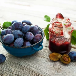 Fast Growing Trees Italian Plum Tree Plum Trees