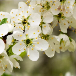 Fast Growing Trees Italian Plum Tree Plum Trees