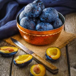 Fast Growing Trees Italian Plum Tree Plum Trees