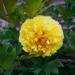 Fast Growing Trees Bartzella Peony Deer Resistant Plants 9 Fast Growing Trees Bartzella Peony Deer Resistant Plants