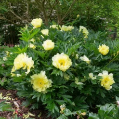 Fast Growing Trees Bartzella Peony Deer Resistant Plants 10 Fast Growing Trees Bartzella Peony Deer Resistant Plants
