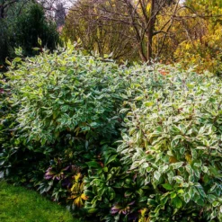 Fast Growing Trees Ivory Halo Dogwood Shrub