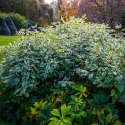 Fast Growing Trees Ivory Halo Dogwood Shrub