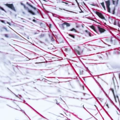 Fast Growing Trees Ivory Halo Dogwood Shrub