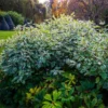 Fast Growing Trees Ivory Halo Dogwood Shrub