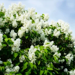 Fast Growing Trees Ivory Silk Japanese Lilac Tree White Flowers