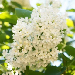 Fast Growing Trees Ivory Silk Japanese Lilac Tree White Flowers