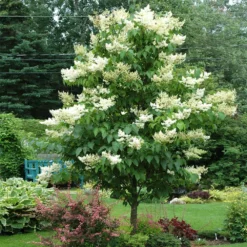 Fast Growing Trees Ivory Silk Japanese Lilac Tree White Flowers
