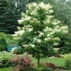 Fast Growing Trees Ivory Silk Japanese Lilac Tree White Flowers