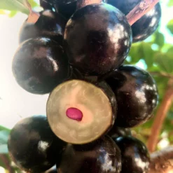 Fast Growing Trees Jaboticaba Tree