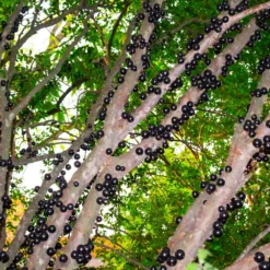 Fast Growing Trees Jaboticaba Tree