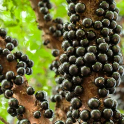 Fast Growing Trees Jaboticaba Tree