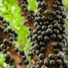 Fast Growing Trees Jaboticaba Tree