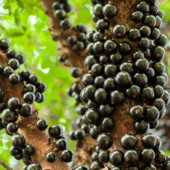 Fast Growing Trees Jaboticaba Tree