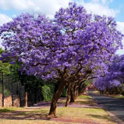 Fast Growing Trees Purple Flowers Jacaranda Tree