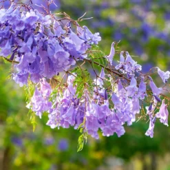 Fast Growing Trees Purple Flowers Jacaranda Tree