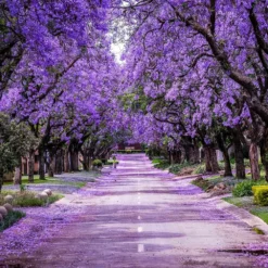 Fast Growing Trees Purple Flowers Jacaranda Tree