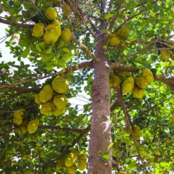 Fast Growing Trees See All Fruit Trees Jackfruit Tree