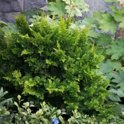 Fast Growing Trees Jade Waves™ Fernspray False Cypress Cypress Trees