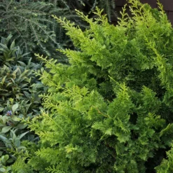 Fast Growing Trees Jade Waves™ Fernspray False Cypress Cypress Trees