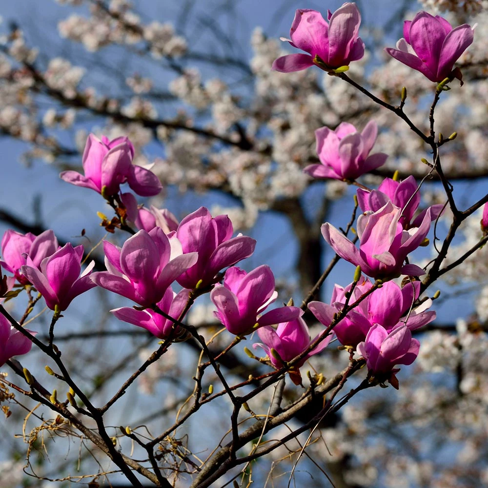 Fast Growing Trees Jane Magnolia 5 Fast Growing Trees Jane Magnolia