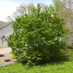 Fast Growing Trees Jane Magnolia 11 Fast Growing Trees Jane Magnolia