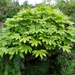 Fast Growing Trees Japanese Aralia Plant See All Shrubs & Hedges
