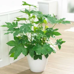 Fast Growing Trees Japanese Aralia Plant See All Shrubs & Hedges