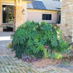 Fast Growing Trees Japanese Aralia Plant See All Shrubs & Hedges