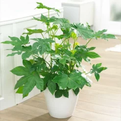 Fast Growing Trees Japanese Aralia Plant See All Shrubs & Hedges