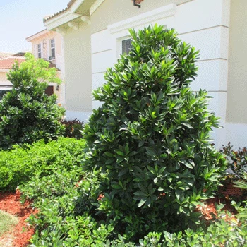 Fast Growing Trees Japanese Blueberry Tree See All Evergreen & Privacy Trees 3 Fast Growing Trees Japanese Blueberry Tree See All Evergreen & Privacy Trees