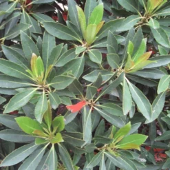 Fast Growing Trees Japanese Blueberry Tree See All Evergreen & Privacy Trees 7 Fast Growing Trees Japanese Blueberry Tree See All Evergreen & Privacy Trees