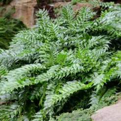 Fast Growing Trees Holly Fern See All House & Patio