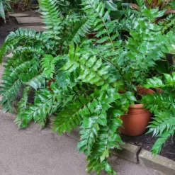 Fast Growing Trees Holly Fern See All House & Patio