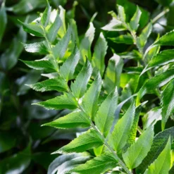 Fast Growing Trees Holly Fern See All House & Patio