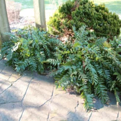 Fast Growing Trees Holly Fern See All House & Patio