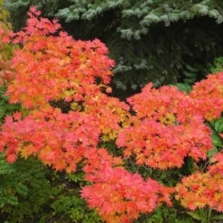 Fast Growing Trees Japanese Maples Aureum Japanese Maple Tree