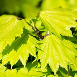 Fast Growing Trees Japanese Maples Aureum Japanese Maple Tree