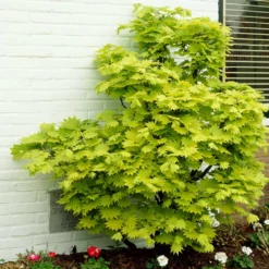 Fast Growing Trees Japanese Maples Aureum Japanese Maple Tree