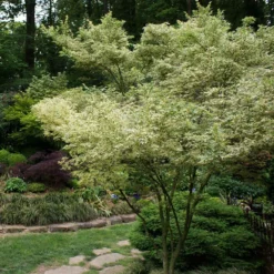 Fast Growing Trees Butterfly Japanese Maple Tree