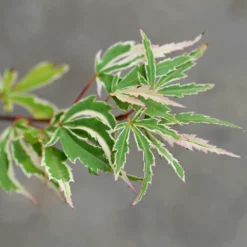 Fast Growing Trees Butterfly Japanese Maple Tree