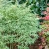 Fast Growing Trees Butterfly Japanese Maple Tree