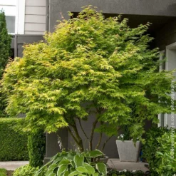 Fast Growing Trees Coral Bark Japanese Maple Tree Japanese Maples 9 Fast Growing Trees Coral Bark Japanese Maple Tree Japanese Maples