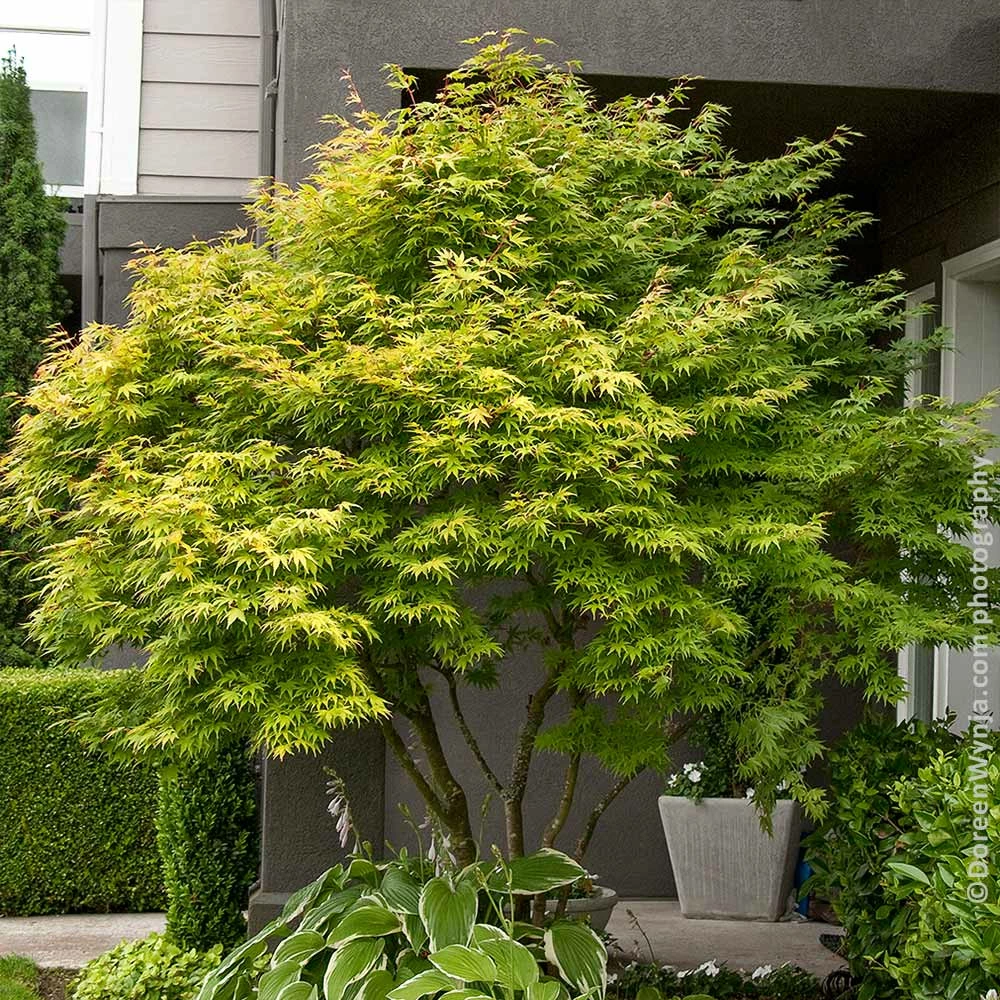Fast Growing Trees Coral Bark Japanese Maple Tree Japanese Maples 5 Fast Growing Trees Coral Bark Japanese Maple Tree Japanese Maples