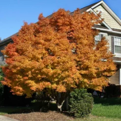 Fast Growing Trees Coral Bark Japanese Maple Tree Japanese Maples 10 Fast Growing Trees Coral Bark Japanese Maple Tree Japanese Maples