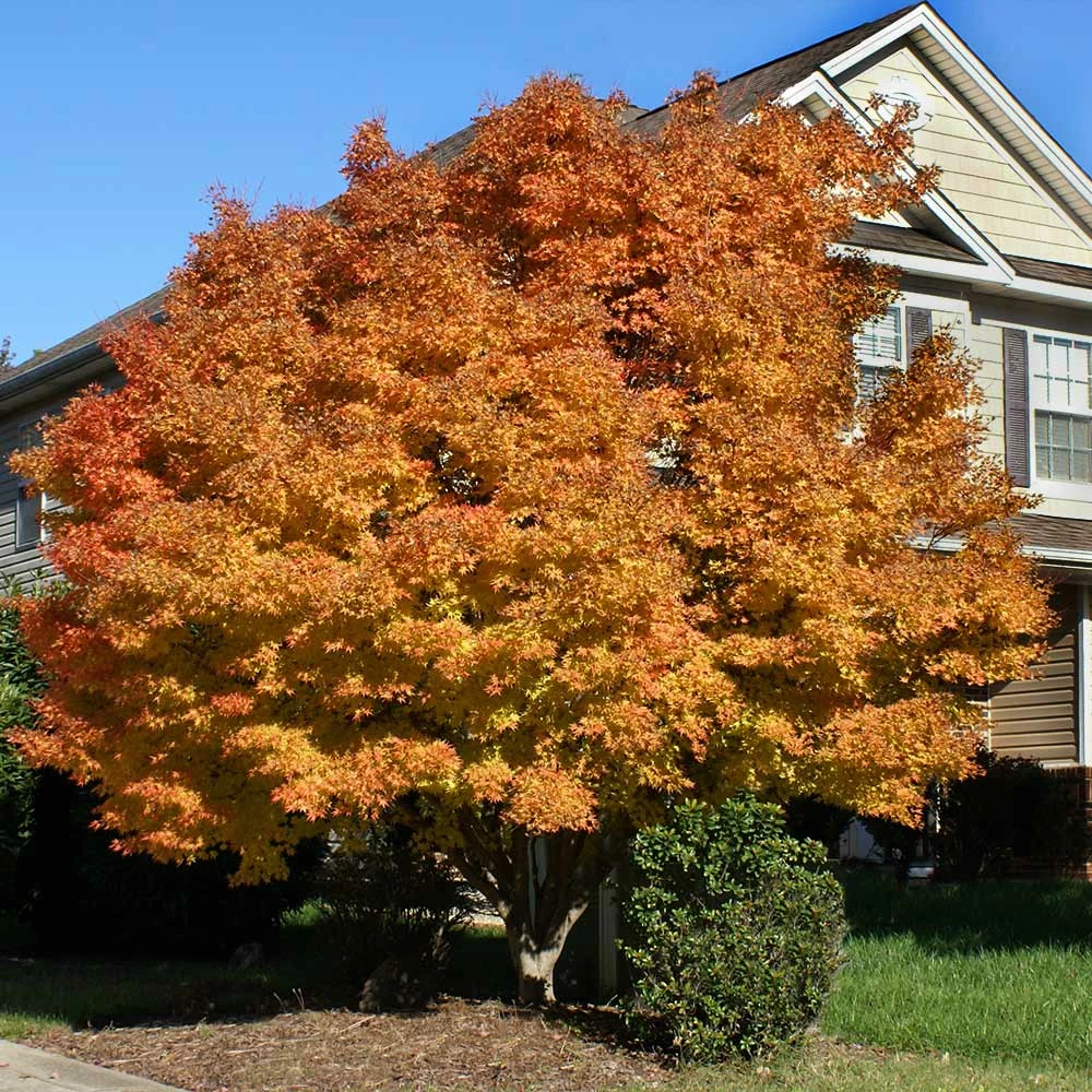 Fast Growing Trees Coral Bark Japanese Maple Tree Japanese Maples 6 Fast Growing Trees Coral Bark Japanese Maple Tree Japanese Maples