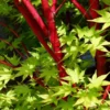 Fast Growing Trees Coral Bark Japanese Maple Tree Japanese Maples