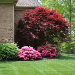 Fast Growing Trees Emperor Japanese Maple Tree Japanese Maples