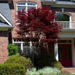 Fast Growing Trees Emperor Japanese Maple Tree Japanese Maples